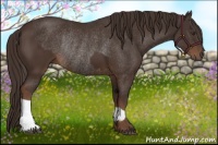 Horse Color:Liver Chestnut and Liver Chestnut Rabicano