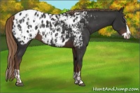Horse Color:Liver Chestnut Appaloosa  and Liver Chestnut Splash Appaloosa 