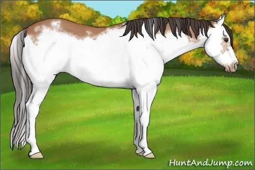 Horse Color:Bay Splash Frame 