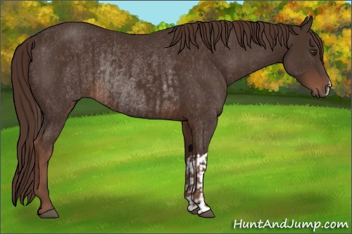 Horse Color:Liver Chestnut and Liver Chestnut Rabicano
