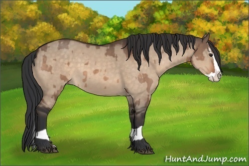 Horse Color:Brown Dun and Brown Dun Splash