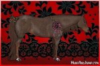 Horse Color:Liver Chestnut  and Liver Red Roan 