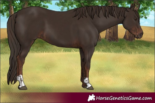 Horse Color:Liver Chestnut  and Liver Chestnut 