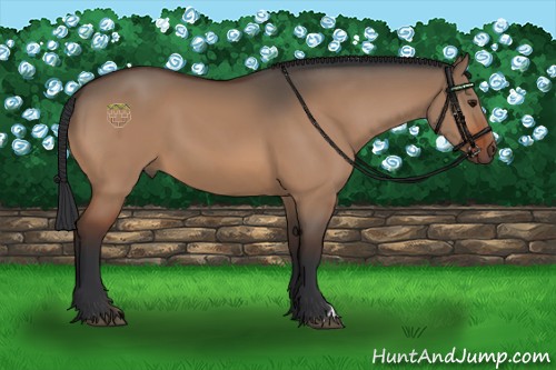Horse Color:Bay Dun 