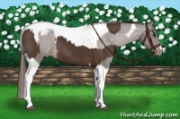 Horse Color:Liver Chestnut Tobiano and Liver Chestnut Tobiano Appaloosa