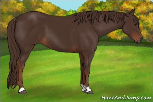 Horse Color:Gray Chestnut 