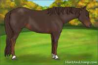 Horse Color:Gray Chestnut 