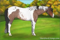 Horse Color:Bay Roan Tobiano Appaloosa Rabicano