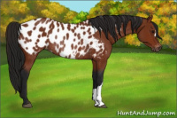 Horse Color:Gray Bay Appaloosa Rabicano 