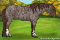 Horse Color:Liver Red Roan  and Liver Red Roan 