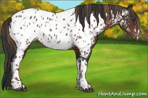 Horse Color:Liver Chestnut Appaloosa  and Bay Appaloosa 