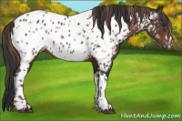 Horse Color:Liver Chestnut Appaloosa  and Bay Appaloosa 