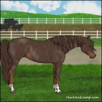 Horse Color:Liver Chestnut and Liver Chestnut Rabicano