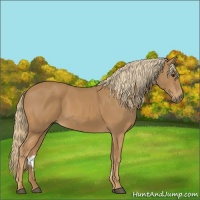 Horse Color:Chestnut Rabicano 