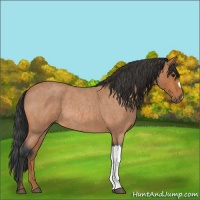 Horse Color:Bay Roan Rabicano 