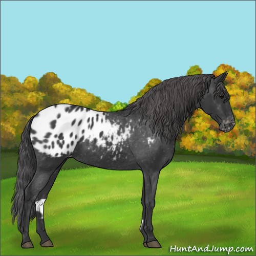 Horse Color:Black Appaloosa