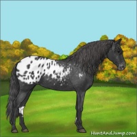 Horse Color:Black Appaloosa