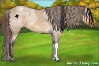 Horse Color:Bay Dun and Bay Dun Varnish