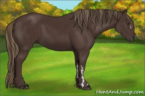 Horse Color:Liver Chestnut and Liver Chestnut