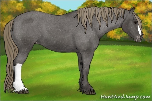 Horse Color:Smoky Black Appaloosa 