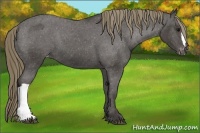 Horse Color:Smoky Black Appaloosa 
