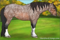 Horse Color:Bay Ice Roan 