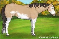 Horse Color:Bay Dun Splash Frame 