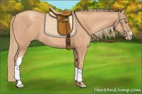 Horse Color:Gold Champagne