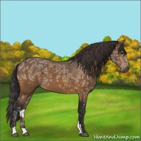 Horse Color:Buckskin Ice Sabino 