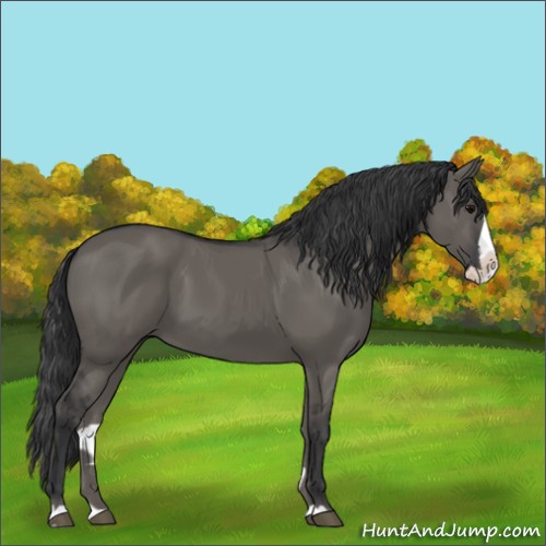 Horse Color:Grullo Splash 