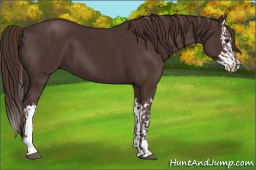 Horse Color:Liver Chestnut  and Liver Chestnut Splash 