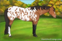 Horse Color:Bay Near Leopard 