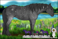 Horse Color:Black 
