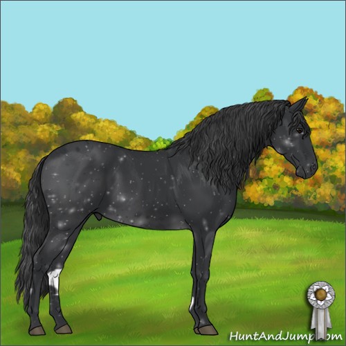Horse Color:Black 
