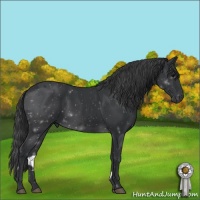 Horse Color:Black 