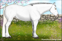 Horse Color:Palomino Tobiano Appaloosa  and Gold Cream Champagne Tobiano Appaloosa 