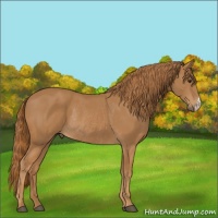 Horse Color:Chestnut Rabicano 