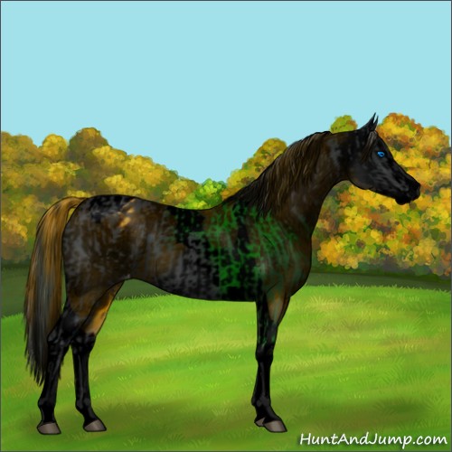 Horse Color:Void Black Splash Tobiano Appaloosa and Void Black Splash Tobiano Appaloosa