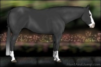 Horse Color:Black Splash 