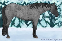 Horse Color:Blue Roan