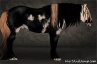 Horse Color:Void Gold Champagne Dun Tobiano Frame Appaloosa Rabicano