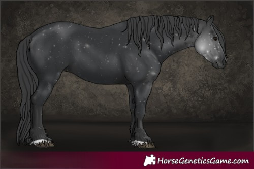 Horse Color:Black 