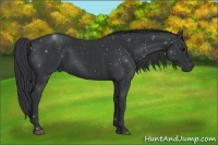 Horse Color:Black 