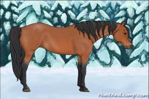 Horse Color:Bay Roan 