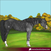 Horse Color:Black 