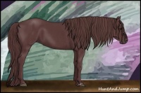 Horse Color:Chocolate Black and Chocolate Black