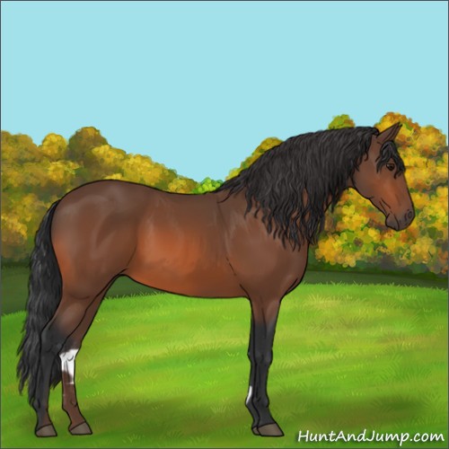 Horse Color:Bay 