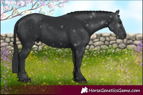 Horse Color:Black 