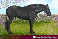 Horse Color:Black 