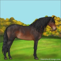 Horse Color:Brown 